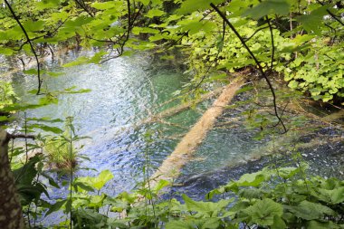 Hırvatistan Ulusal Parkı Plitvice göllerinin en saf sularının dibinde yer alan devrilmiş ağaç