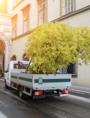 Kamyon dar bir şeritteki sergiye bir incir ağacı getiriyor.
