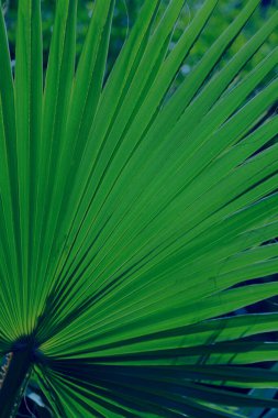 Palmiye yaprağının arka ışıklandırması 2020 yılının modaya uygun Klasik Mavi renginde.