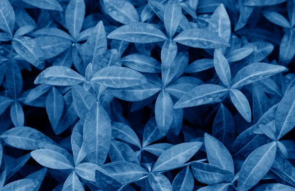 Modrá Listí Módní Backgorund — Stock fotografie