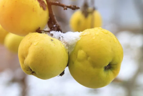 Желтые Яблоки Покрытые Снегом Продолжают Висеть Ветке Поздней Осенью Освещенной — стоковое фото