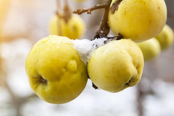Желтые Яблоки Покрытые Снегом Продолжают Висеть Ветке Поздней Осенью Освещенной — стоковое фото