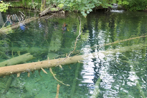 Omgevallen Boom Ligt Bodem Het Zuiverste Water Het Nationale Park — Stockfoto