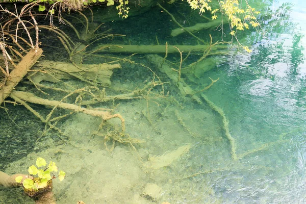 Árbol Caído Encuentra Fondo Agua Más Pura Parque Nacional Croacia —  Fotos de Stock