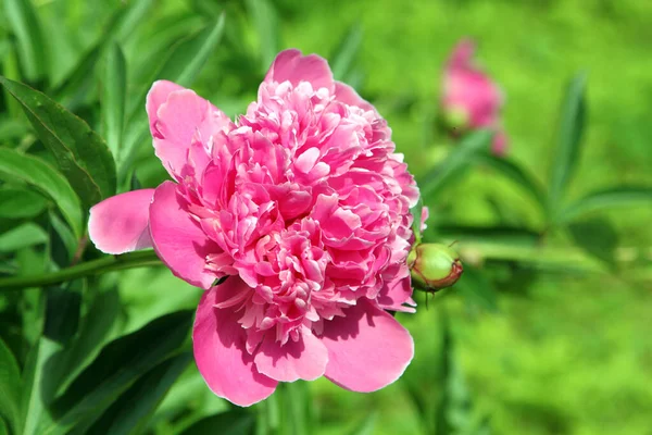 Lovely Pink Peony Flower Rich Green Background — Stock Photo, Image
