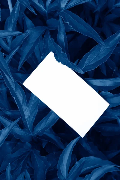 带有空白卡片的叶子 用时尚经典的蓝色调调调 — 图库照片