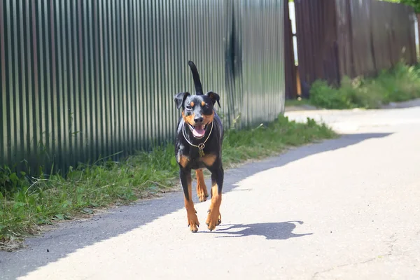 Alemão Pinscher Corre Estrada Entre Cercas País — Fotografia de Stock