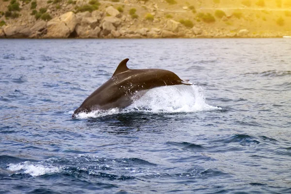 Bottlenose Dolphin Its Natural Habitat Representative Whale Floating Sea — Stock Photo, Image