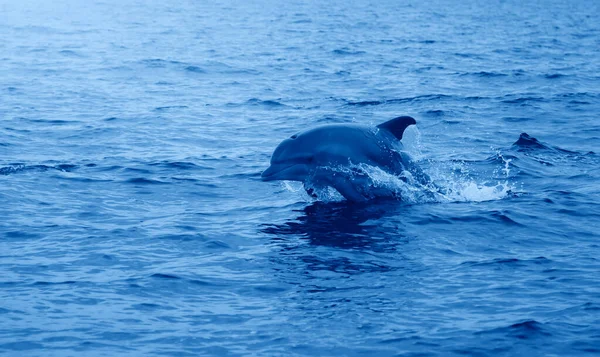 イルカが生息しています 2020年のトレンディーなクラシックブルーの海に浮かぶクジラの代表 — ストック写真