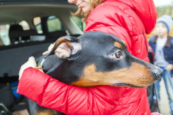 Girl Embraces Black Tan German Pinscher Trunk Her Car Background — Stock Photo, Image