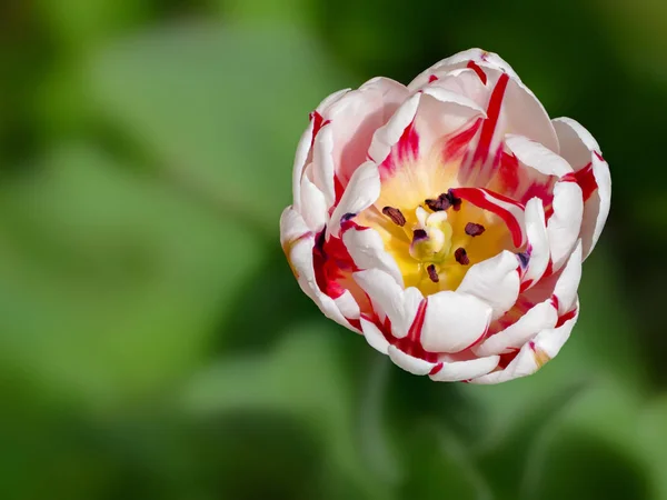 Colorful tulip flower — Stock Photo, Image