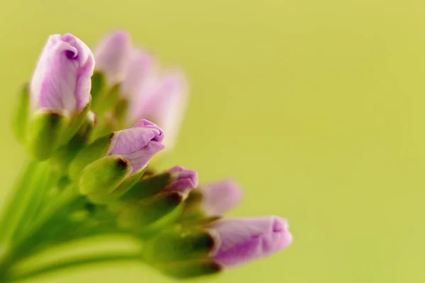 Germogli di fiori piccoli — Foto Stock