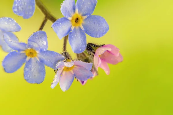 Su damlacıkları ile küçük renkli çiçekler — Stok fotoğraf