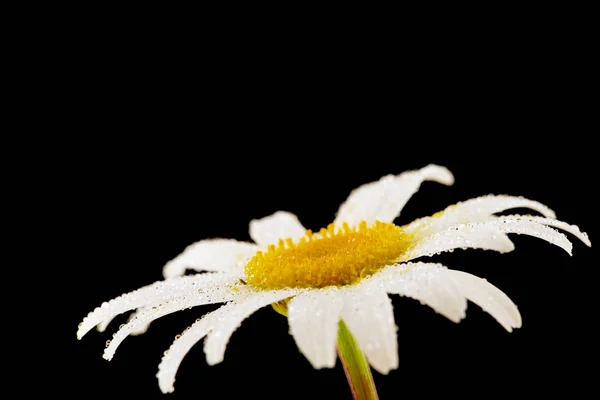 Singolo fiore di camomilla — Foto Stock