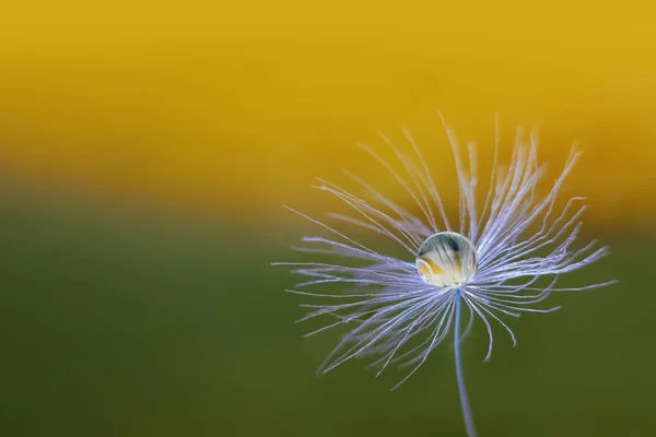 Semi di tarassaco con una goccia d'acqua — Foto Stock