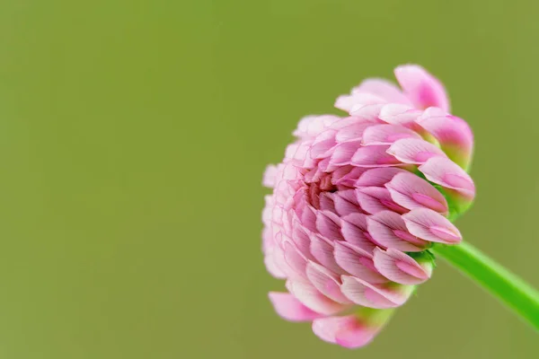 Piccolo fiore di trifoglio — Foto Stock