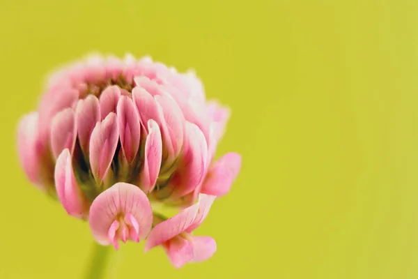 Fiore di trifoglio rosa Fotografia Stock