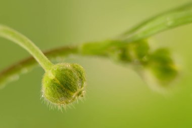 küçük çiçek tomurcuk