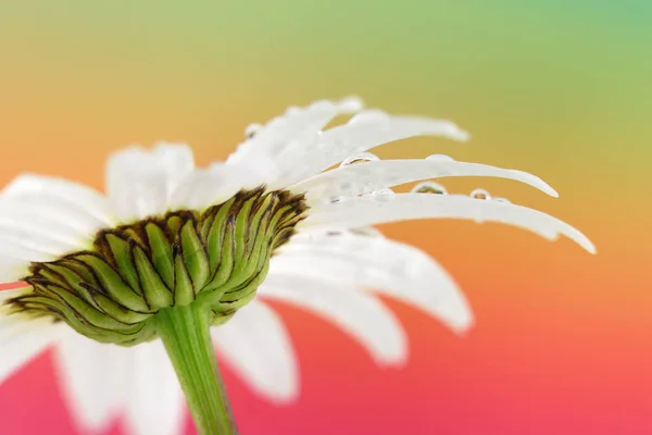 Parlak gökkuşağı çiçek — Stok fotoğraf