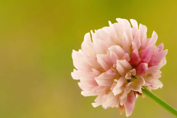 Fiore di trifoglio bianco — Foto Stock