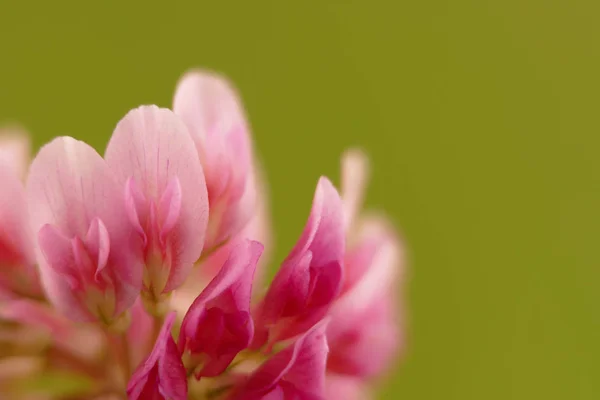 Fiore di trifoglio rosa — Foto Stock