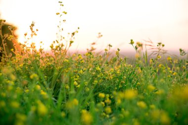 Güzel kırsal manzara gündoğumu ile