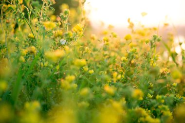 Güzel kırsal manzara gündoğumu ile