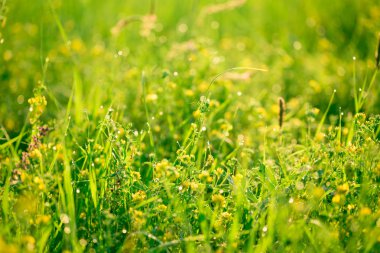 Güzel manzara yaban hayatı