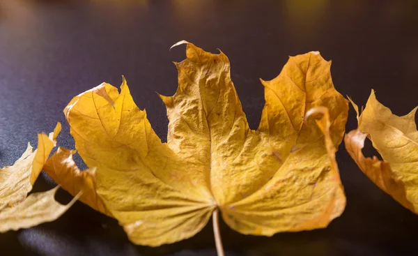 Fundo de outono com bordos realistas — Fotografia de Stock