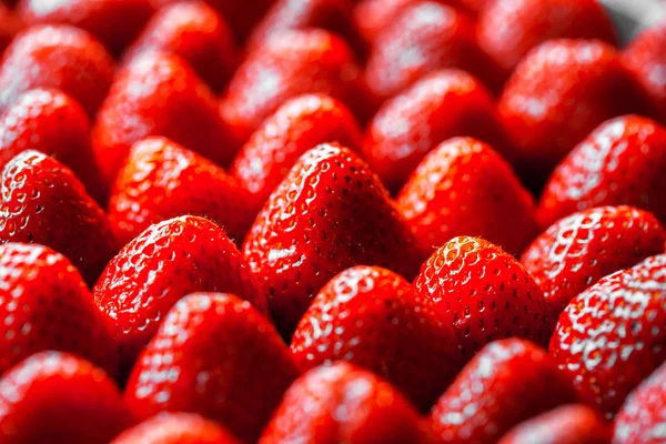 Frisch geerntete Erdbeeren — Stockfoto