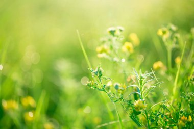 çim ve çiçek çiğ damlaları ile 