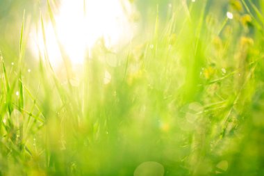 çim ve çiçek çiğ damlaları ile 