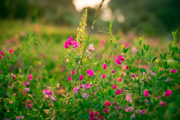 Prado com flores silvestres rosa — Fotografia de Stock