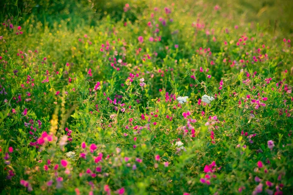 Prato con fiori di campo rosa — Foto Stock