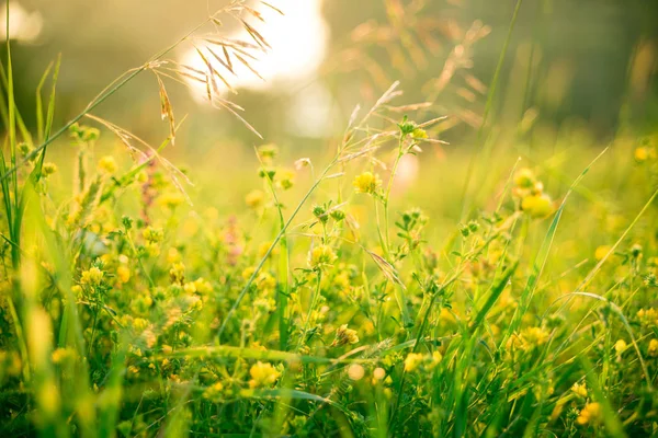 新鮮な緑の草と黄色の花々 — ストック写真
