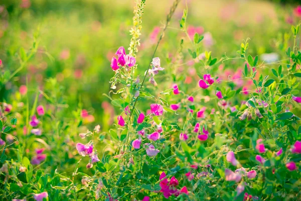 Prado com flores silvestres rosa — Fotografia de Stock