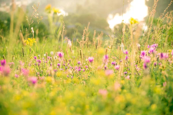 Weiland met roze wilde bloemen — Stockfoto