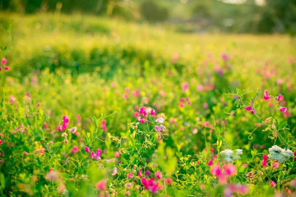 Луг с розовыми полевыми цветами — стоковое фото