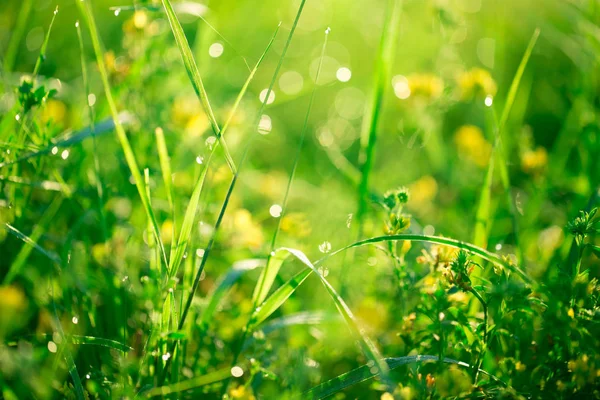 Herbe et fleurs avec gouttes de rosée — Photo