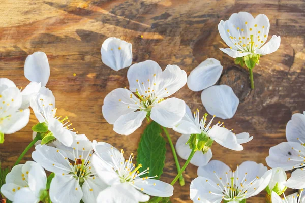 Wiśniowe kwiaty na drewniane tła — Zdjęcie stockowe