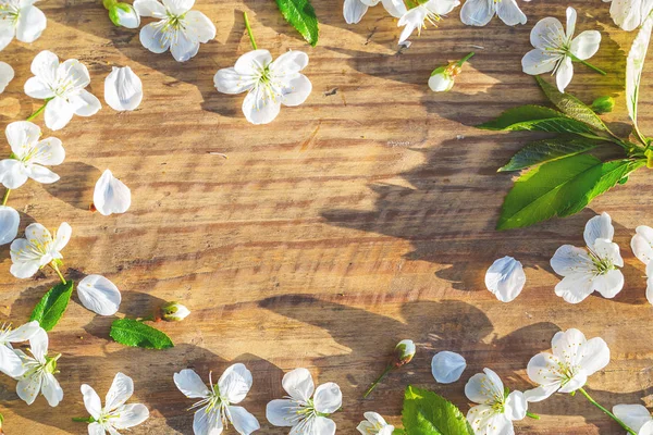 Flores de cereja em fundo de madeira — Fotografia de Stock