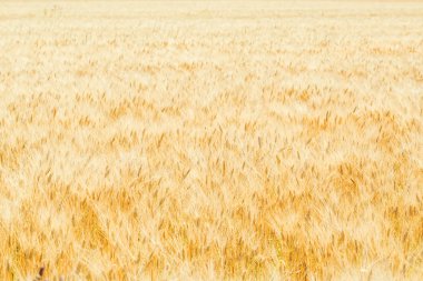 Altın spikelets alan