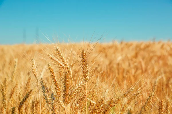 Пшеничне поле і блакитне небо — стокове фото