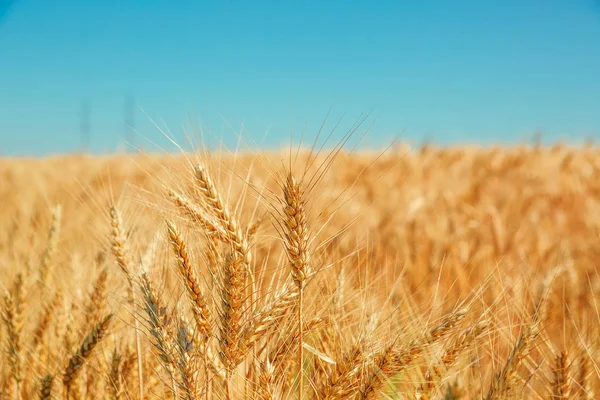 Campo de trigo y cielo azul —  Fotos de Stock