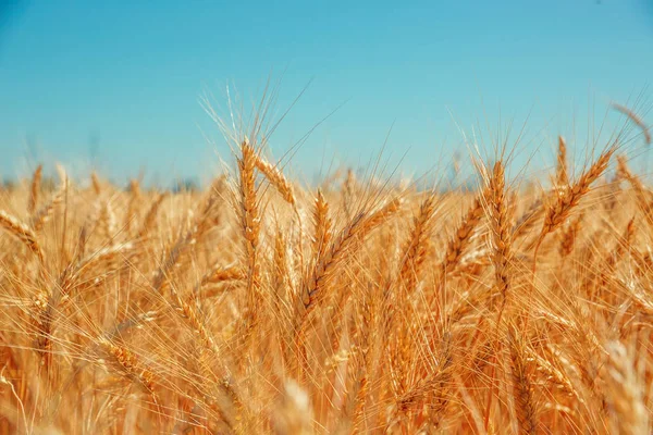 Campo de trigo y cielo azul —  Fotos de Stock