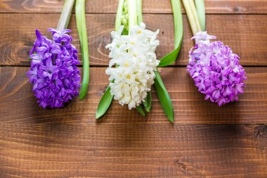 taze sümbül çiçek