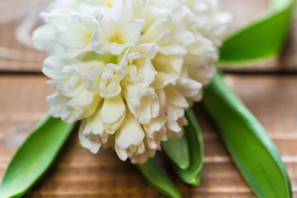 Vit hyacint blommor — Stockfoto