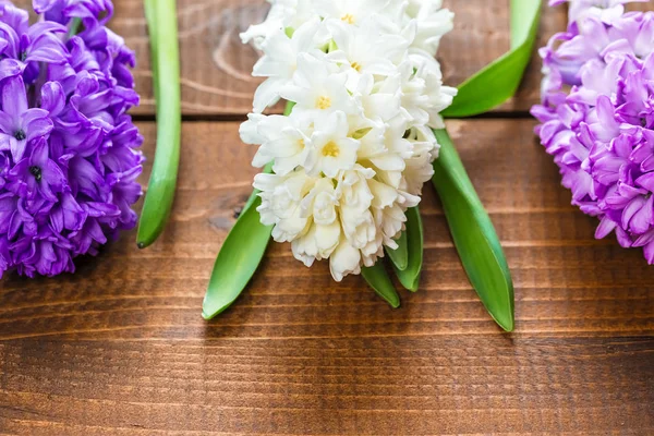 Hyacinth blommor — Stockfoto