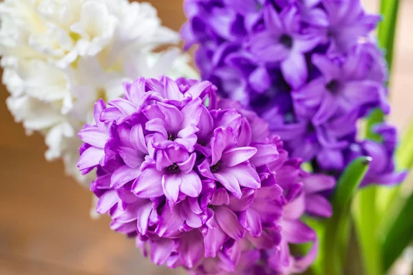 Friss Jácint virág — Stock Fotó