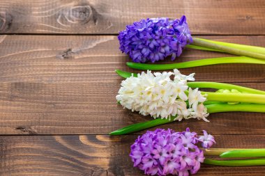 taze sümbül çiçek